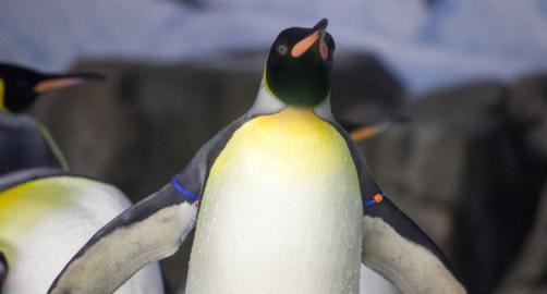 Discover 10,000 Animals: Your Guide to Kansas City Zoo & Aquarium