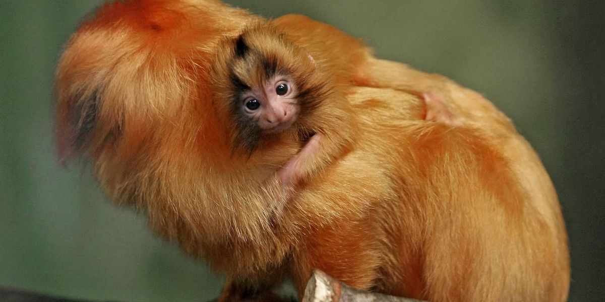 Kansas City Zoo's Modernization: $85M Investment & Future Vision